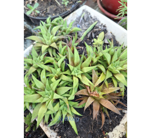 Хавортія haworthia Marumiana batasiana